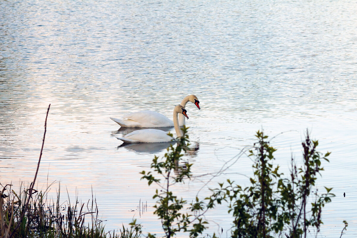Эти птицы – символ верности. - Yuri Chudnovetz