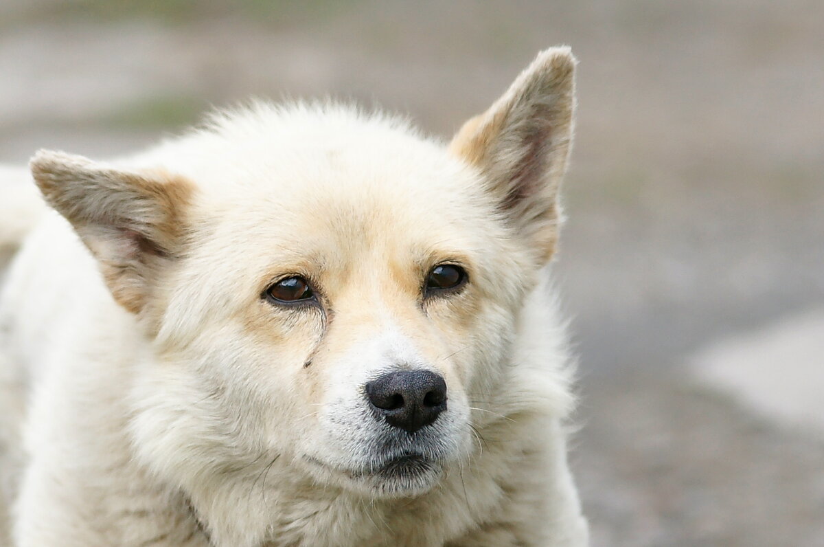 Мой Кузя... - Андрей Катков