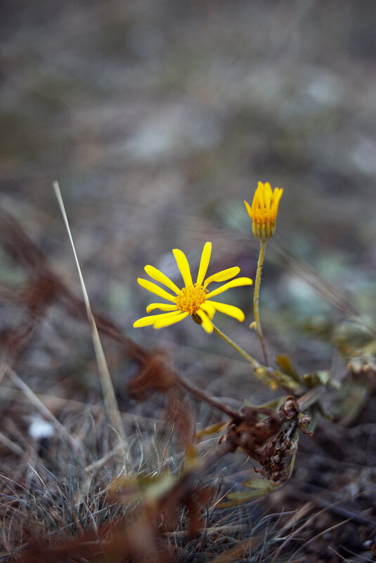 **** - Яна Горбунова