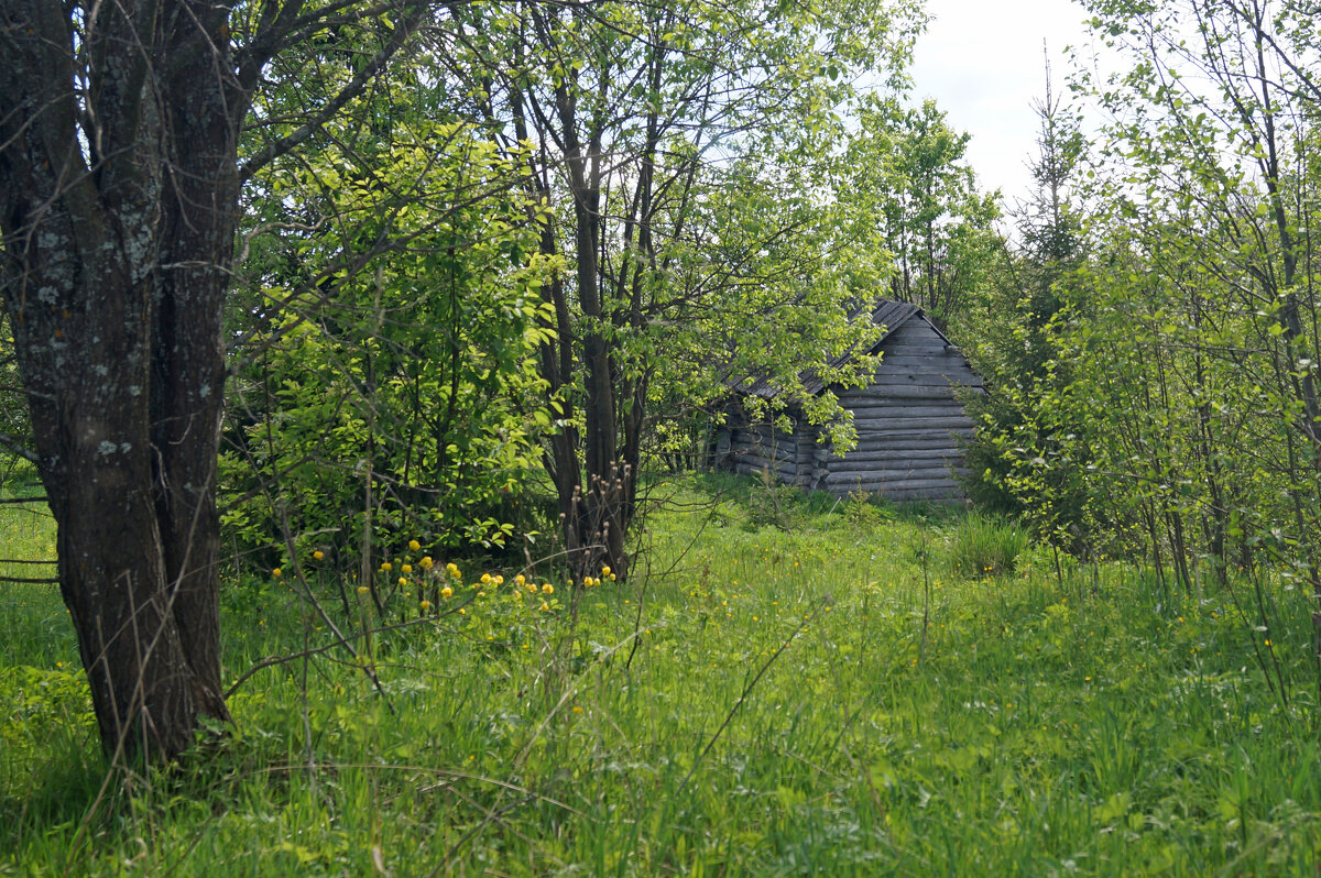 Старая избушка - Сергей Ц