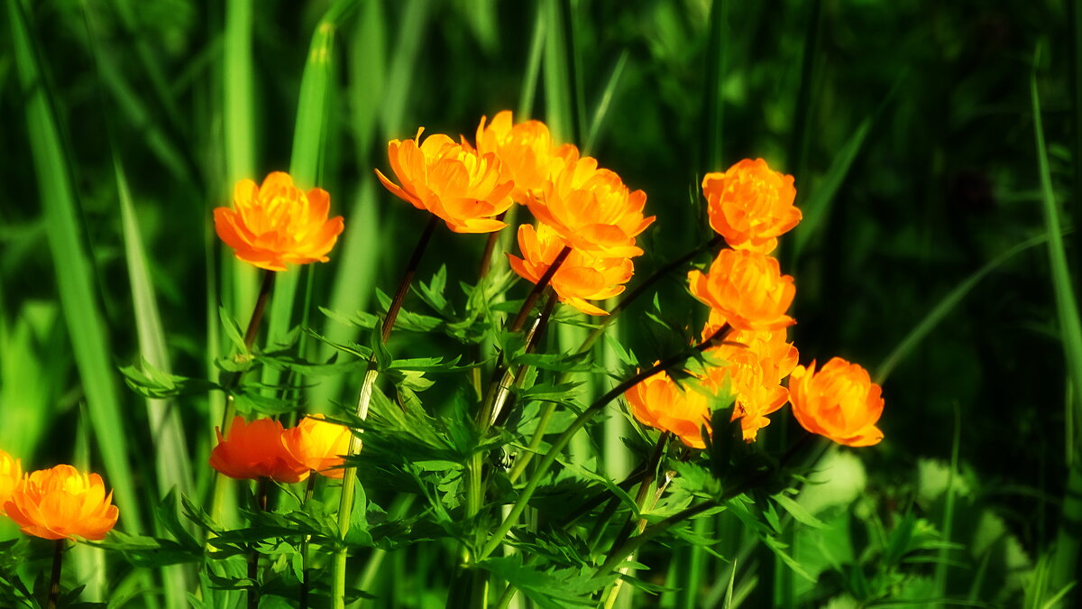 Огоньки - Павел Трунцев Огоньки - Павел Трунцев