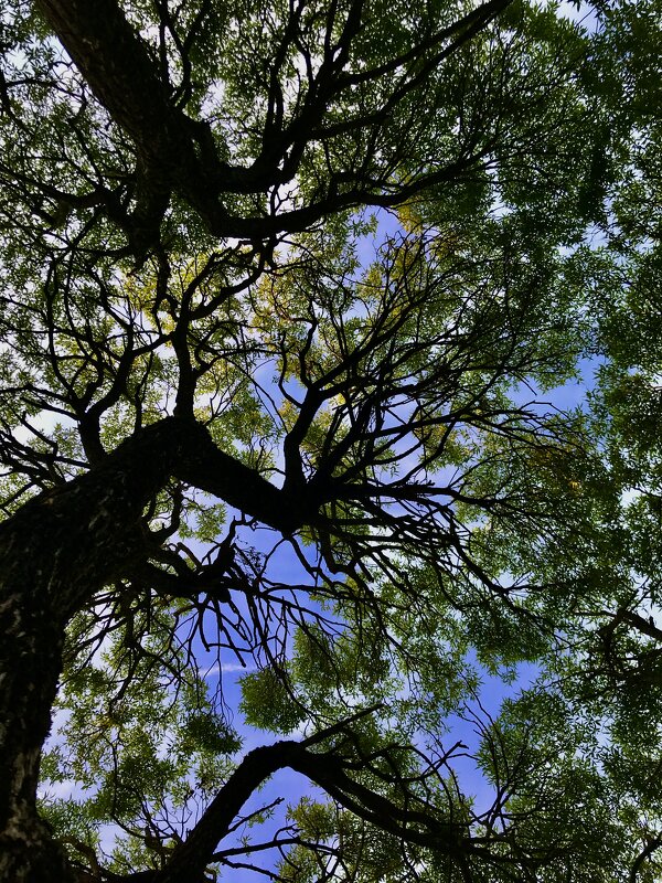 Дерева вы мои дерева! - Любовь Дерева вы мои дерева! - Любовь