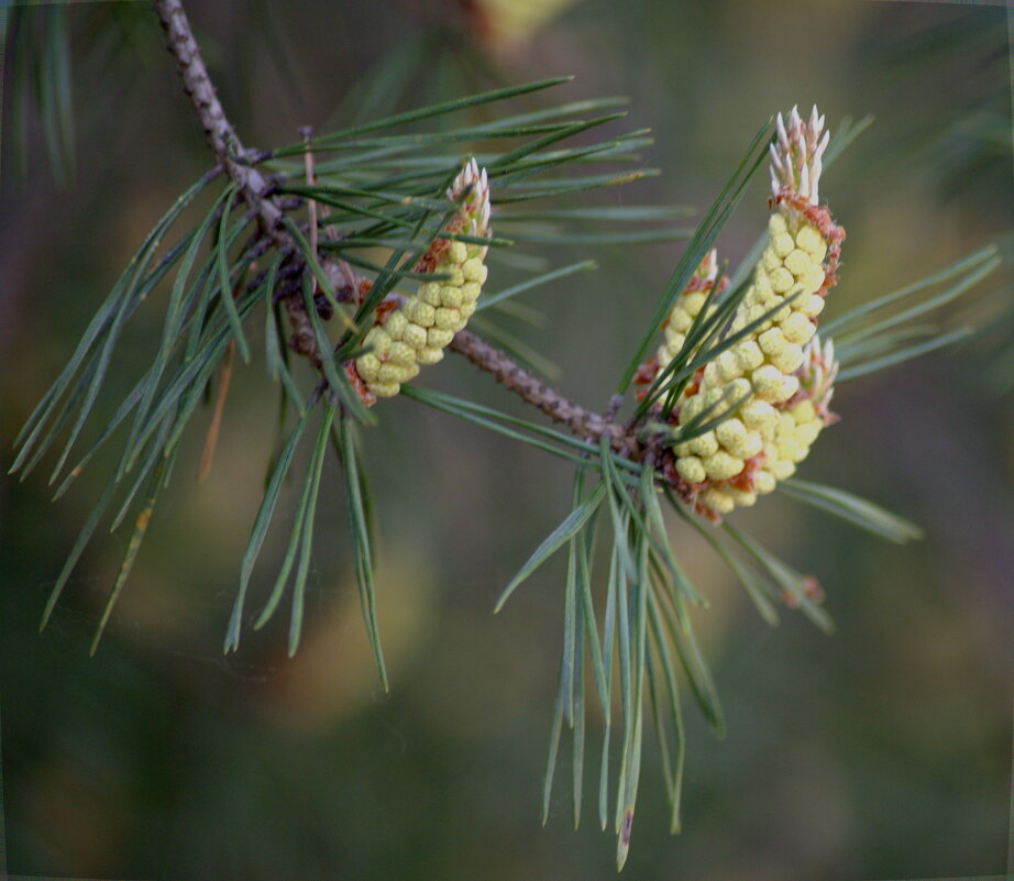 цветение сосны. Мужские цветки - Сергей Владимирович Егоров