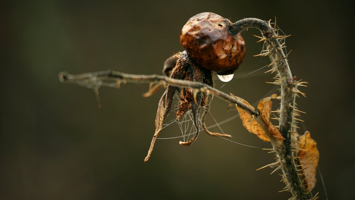 прошлогодний шиповник - Андрей Литов прошлогодний шиповник - Андрей Литов