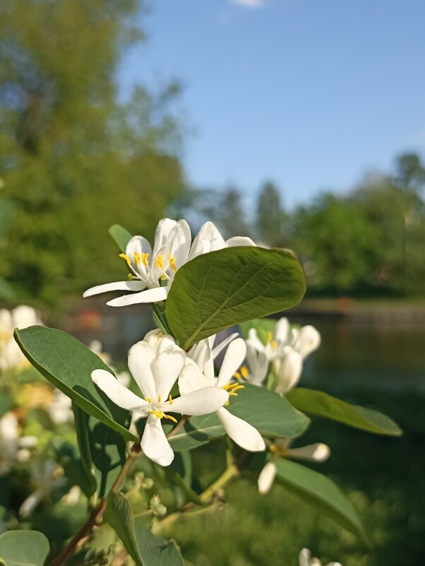 Весна в разгаре - Pippa 