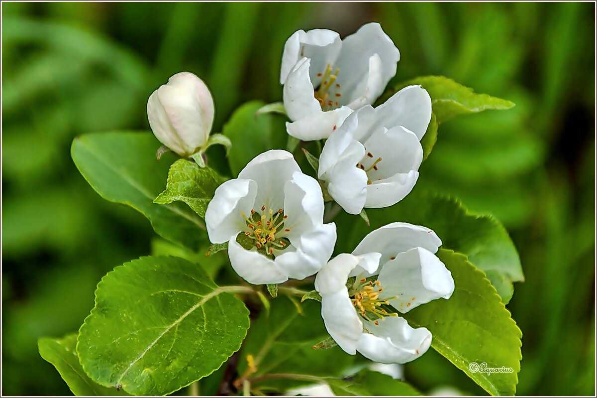 Весеннее обновление... - Aquarius - Сергей Весеннее обновление... - Aquarius - Сергей