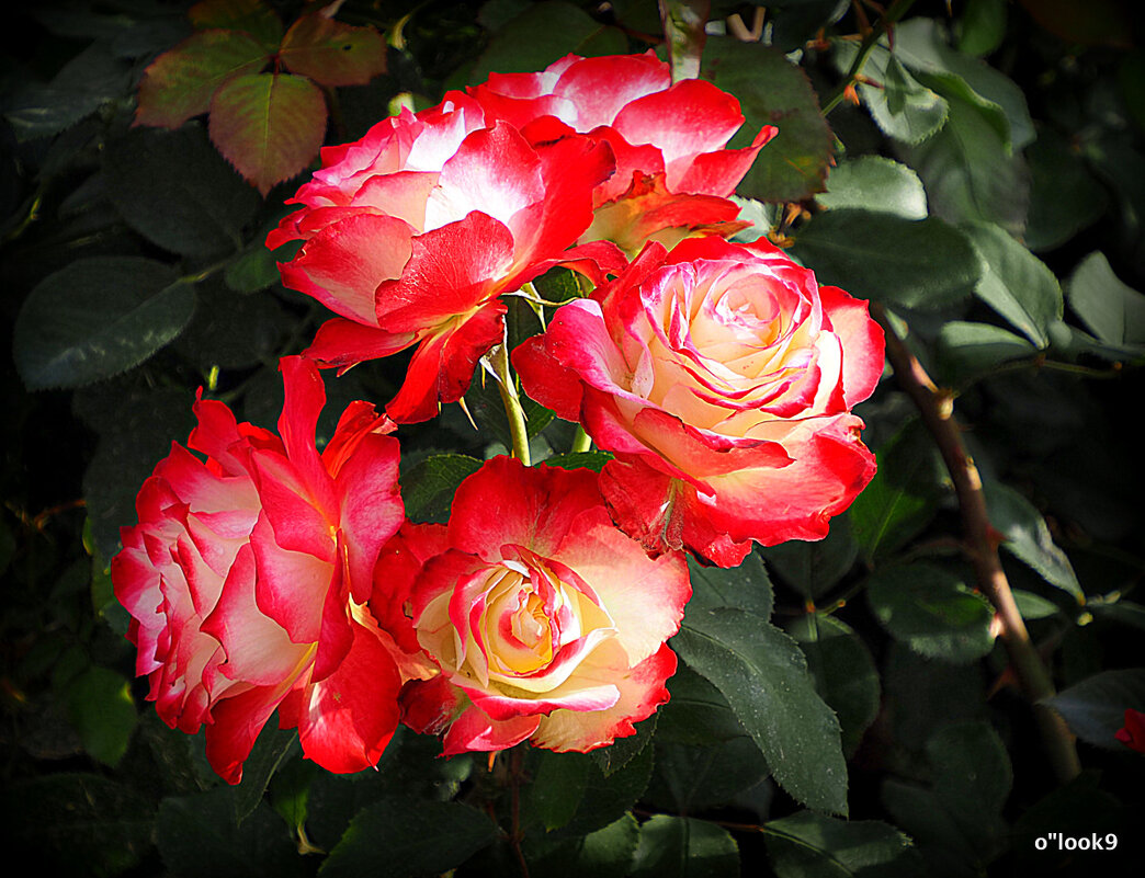 они на радость нам даны - Олег Лукьянов они на радость нам даны - Олег Лукьянов