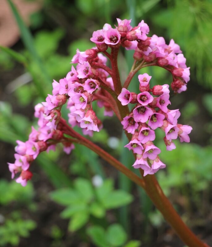 Цветочное настроение - Наталья Герасимова Цветочное настроение - Наталья Герасимова
