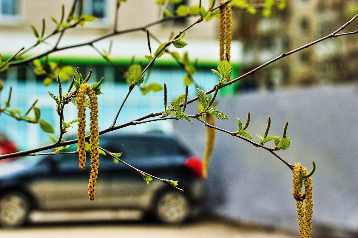 Май...В городе цветут березы! - Владимир 