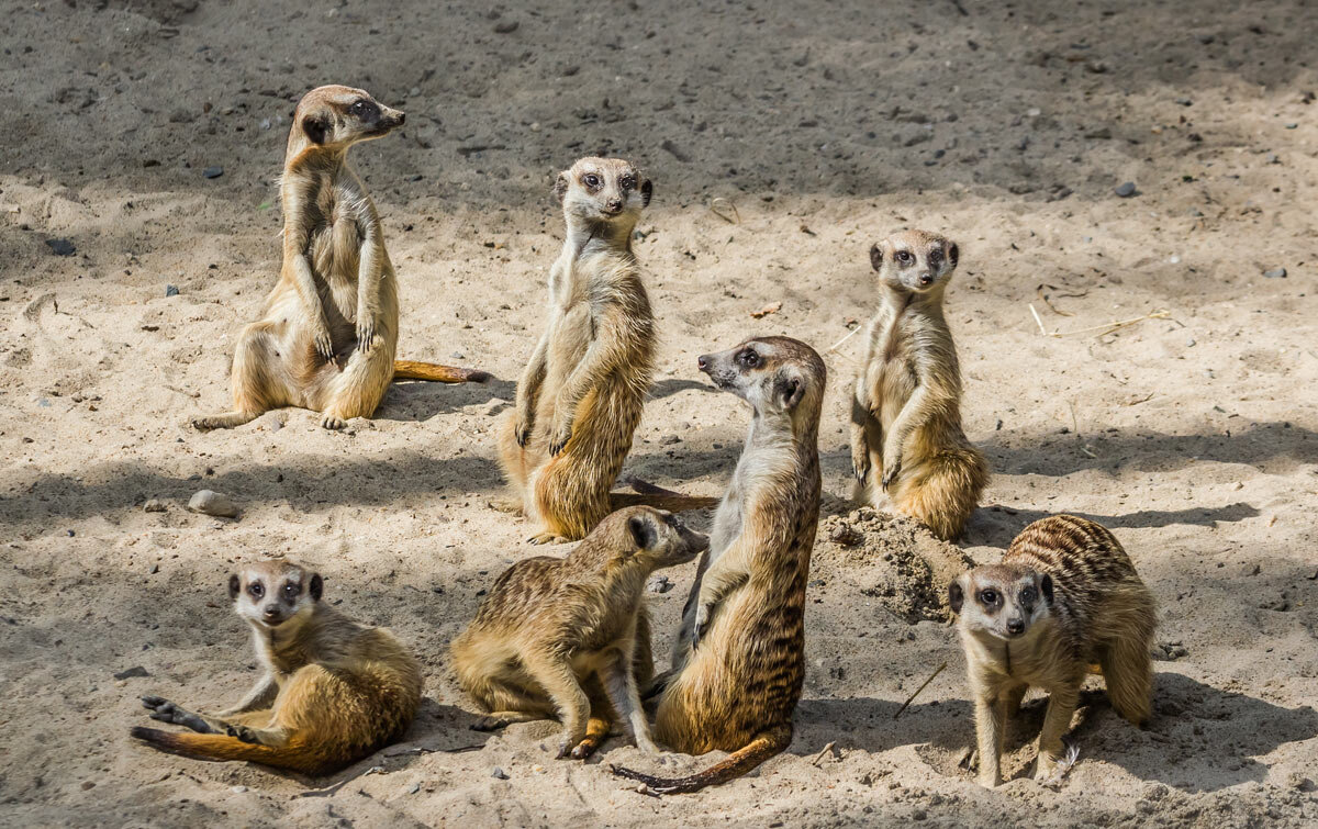 Сурикаты - SanSan 