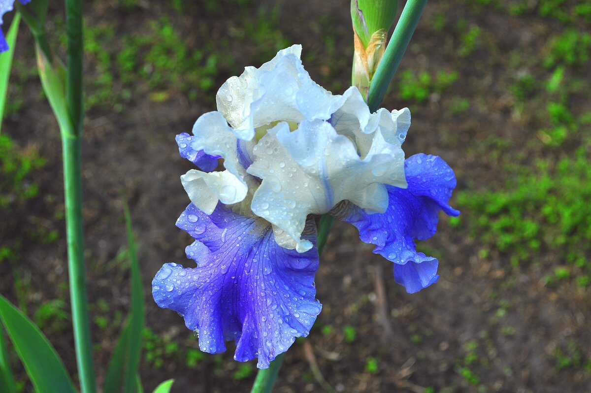 весенний цветок - Vladimir Lisunov