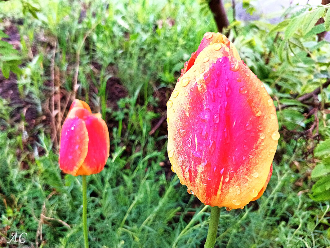 После дождя - Любовь Сахарова