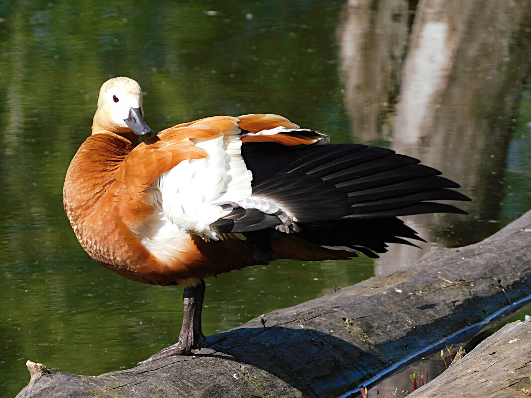 Самка огаря - Лина 