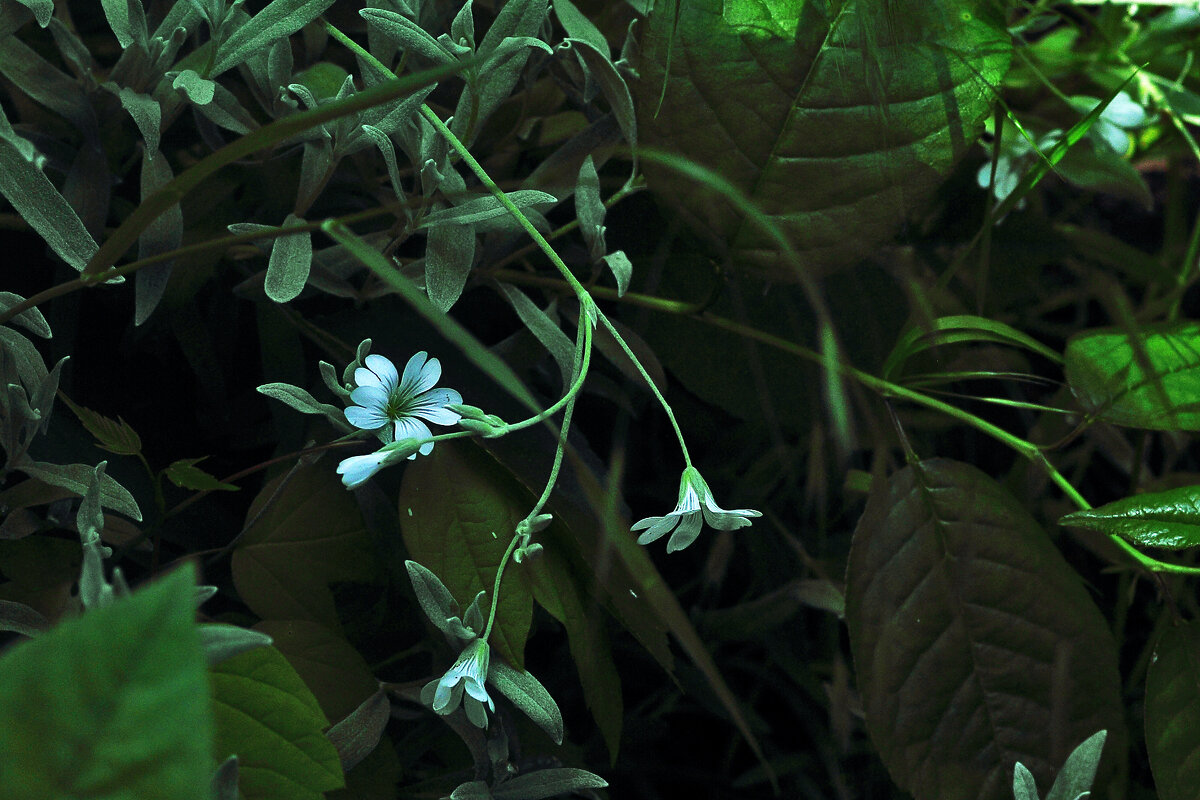 Цветочки - Юрий Гайворонскiий Цветочки - Юрий Гайворонскiий