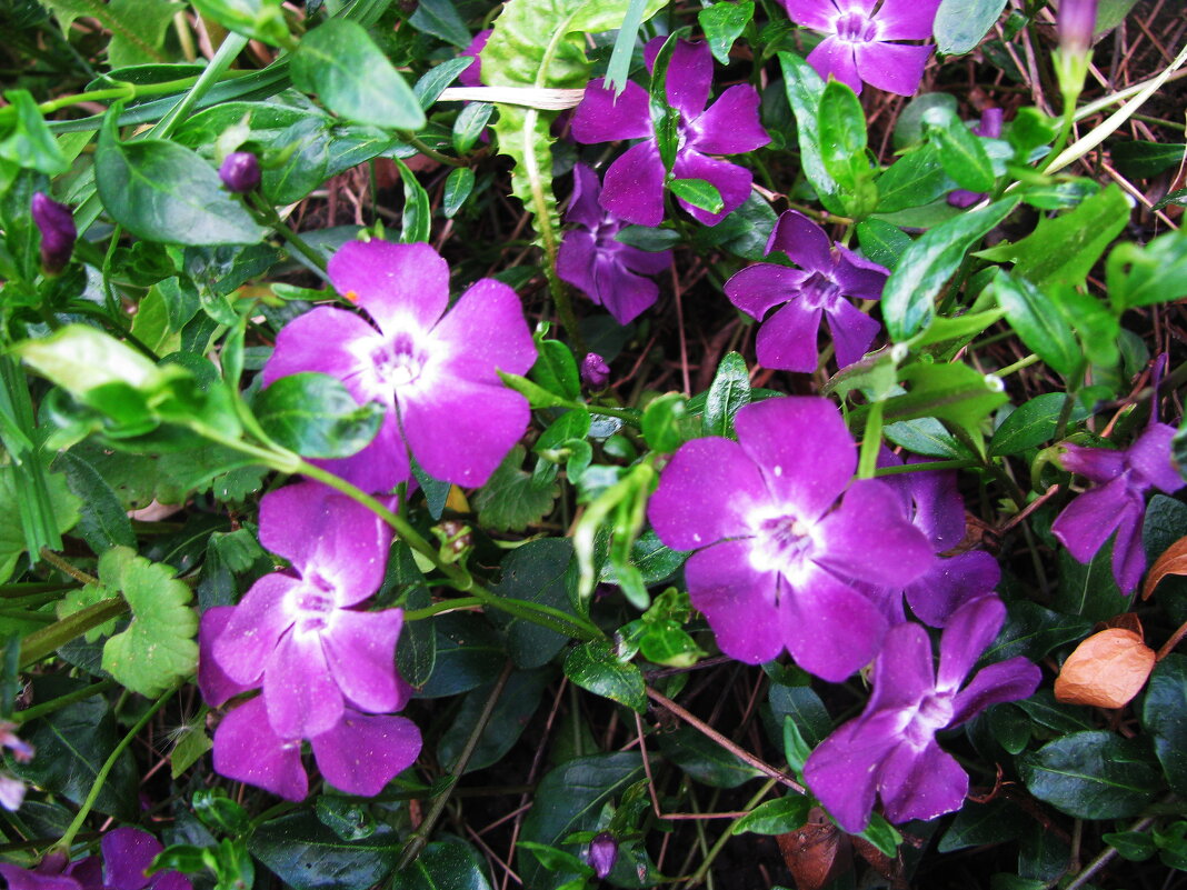 Барвинок цветёт - Людмила Смородинская Барвинок цветёт - Людмила Смородинская