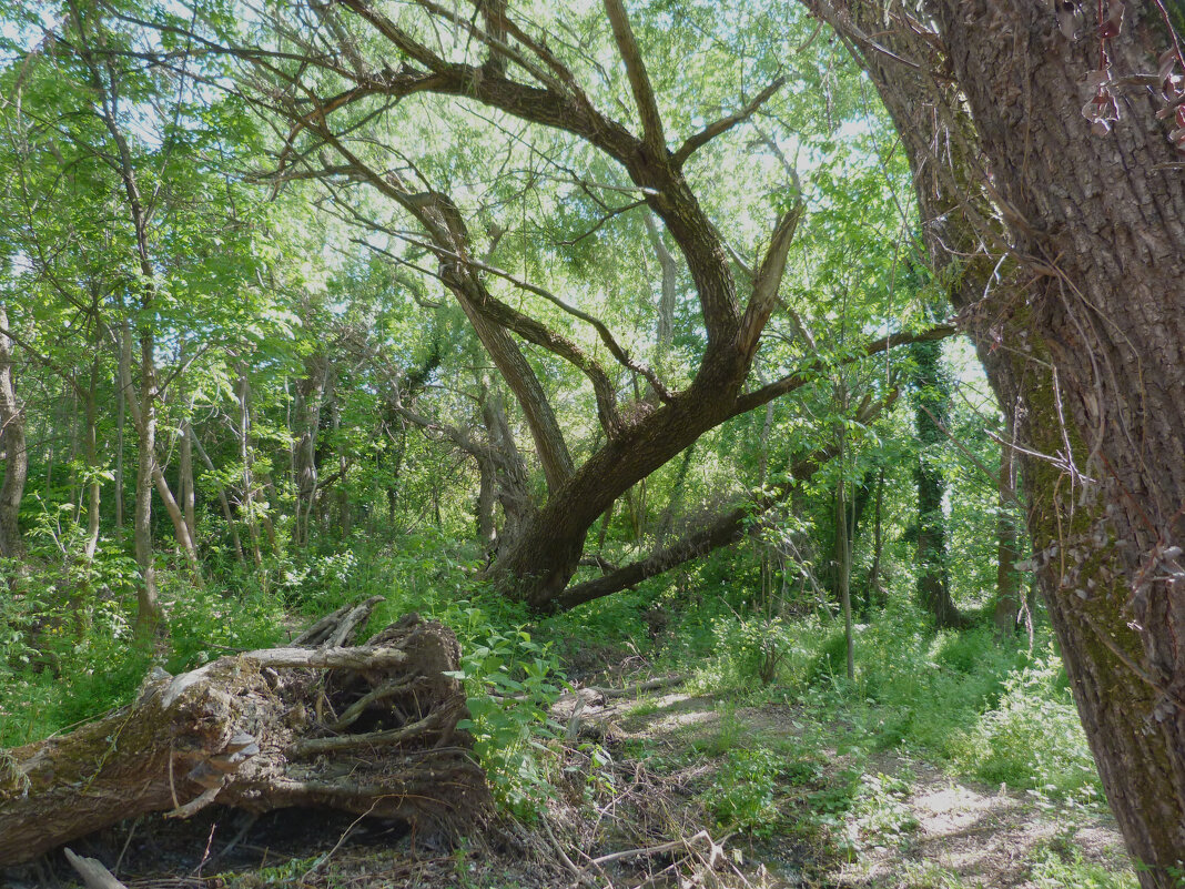 Куда,ты тропинка,меня привела - Валентин Семчишин Куда,ты тропинка,меня привела - Валентин Семчишин