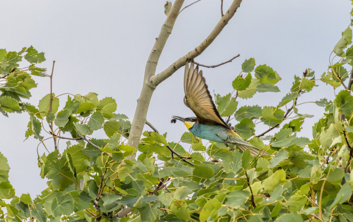 золотистые щурки - юрий макаров