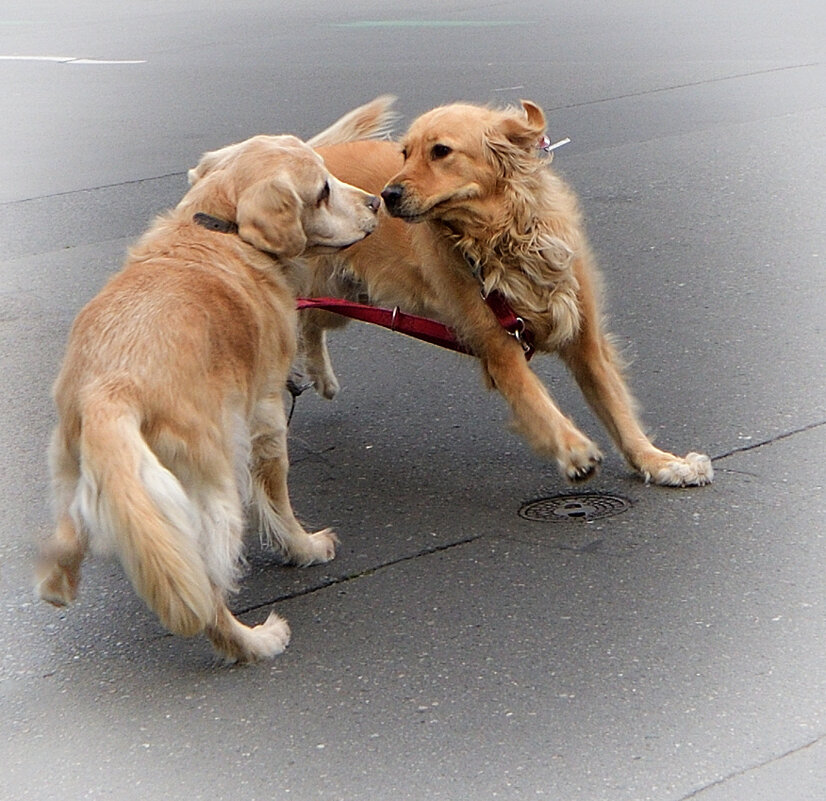 ************* - Dan Berli ************* - Dan Berli