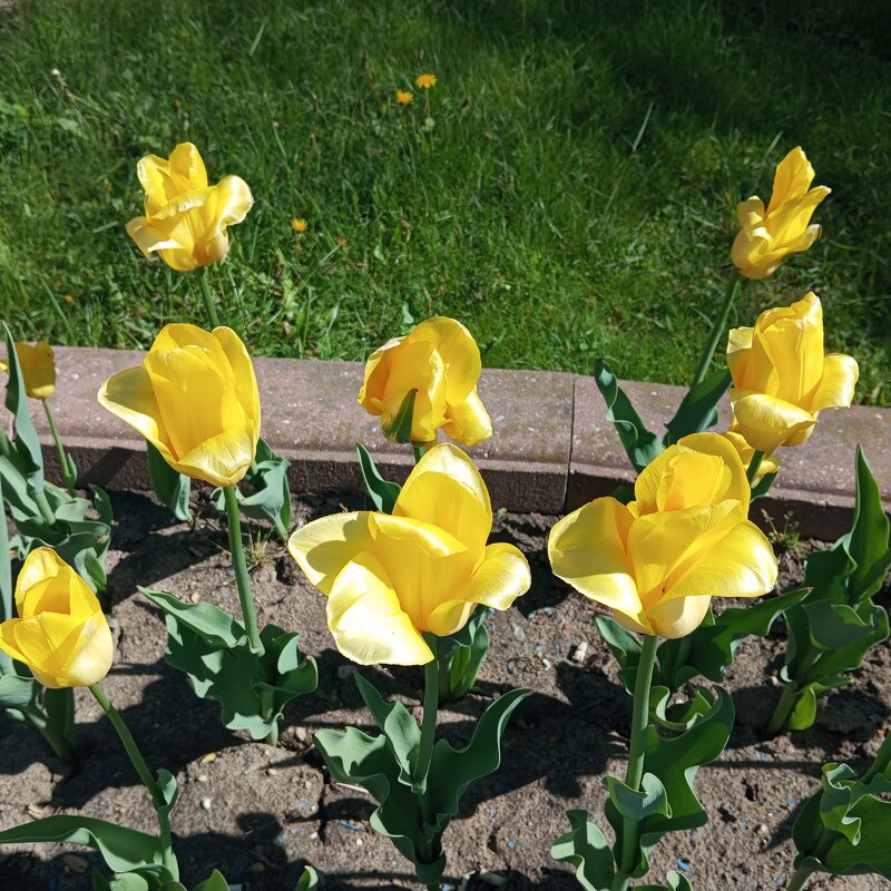 Солнечные - Елена Семигина Солнечные - Елена Семигина