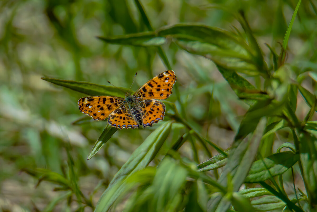 Пестрокрыльница изменчивая. - Sergey (Apg) Пестрокрыльница изменчивая. - Sergey (Apg)