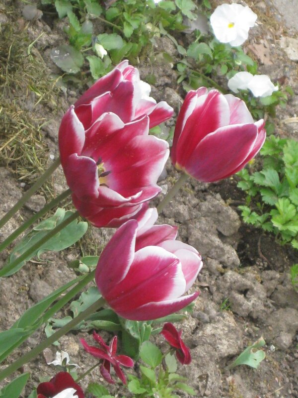 Тюльпаны - вестники весны - Дмитрий Никитин Тюльпаны - вестники весны - Дмитрий Никитин