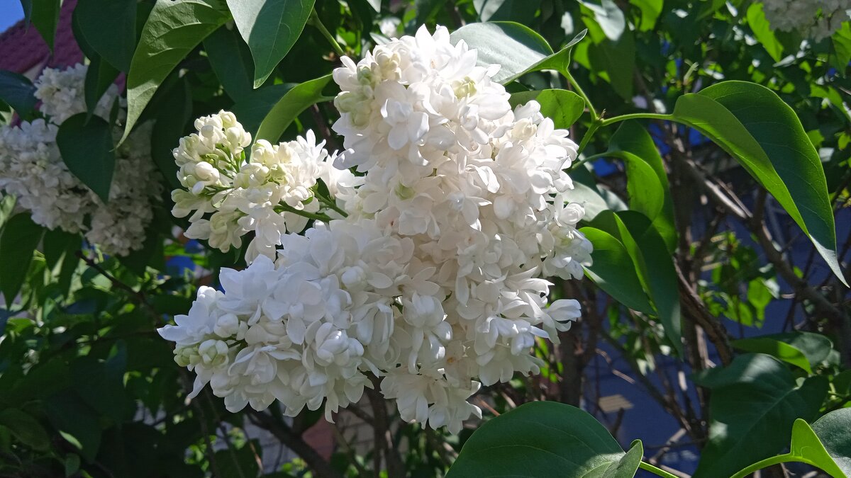 май - Елена Шаламова