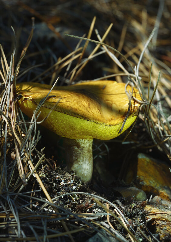 Природа - Эдуард Куклин