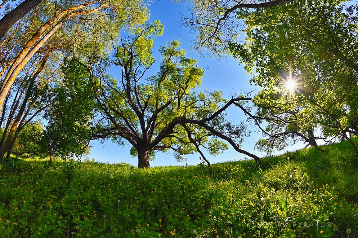 У старой ивы - Сергей У старой ивы - Сергей