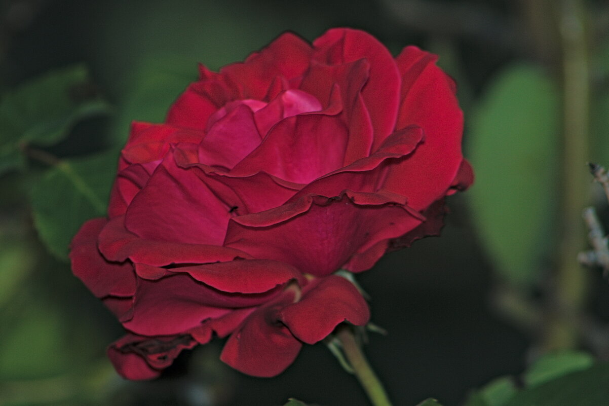 Роза - Giant Tao /