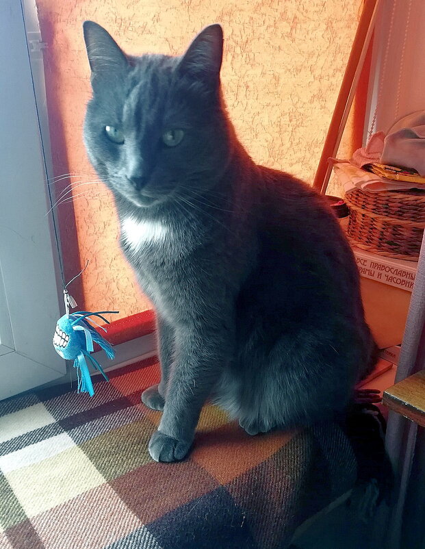 Недовольный Басик. - Ольга Довженко