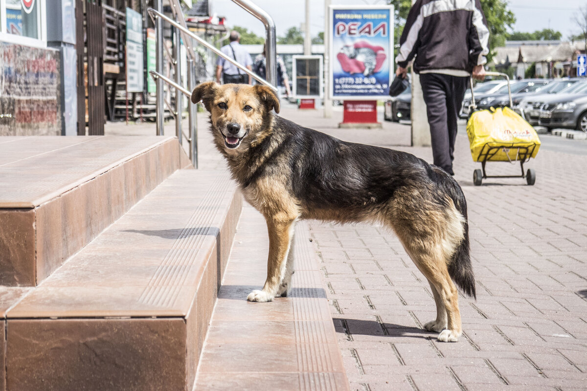 Благороднейший Собака в естественной среде обитания - Коля Лукашов Благороднейший Собака в естественной среде обитания - Коля Лукашов
