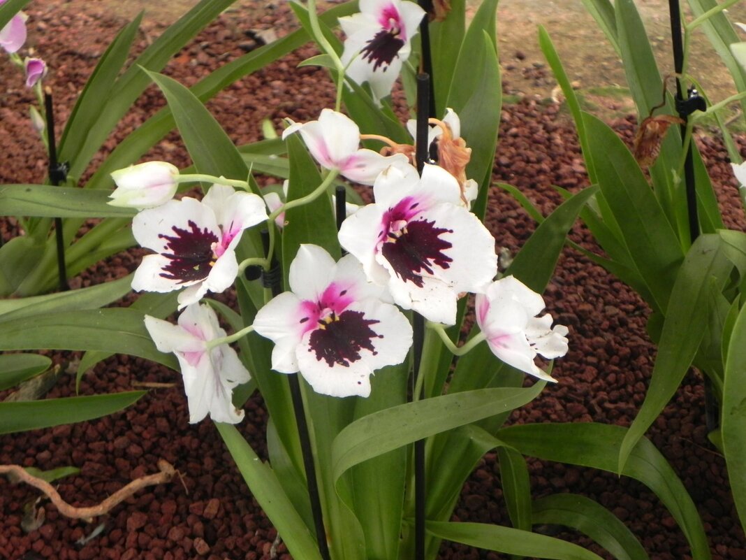 Орхидея - Светлана Хращевская Орхидея - Светлана Хращевская