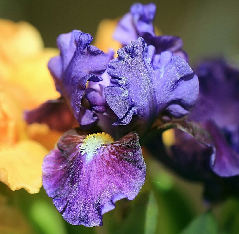 Ирис - ZNatasha - Ирис - ZNatasha -