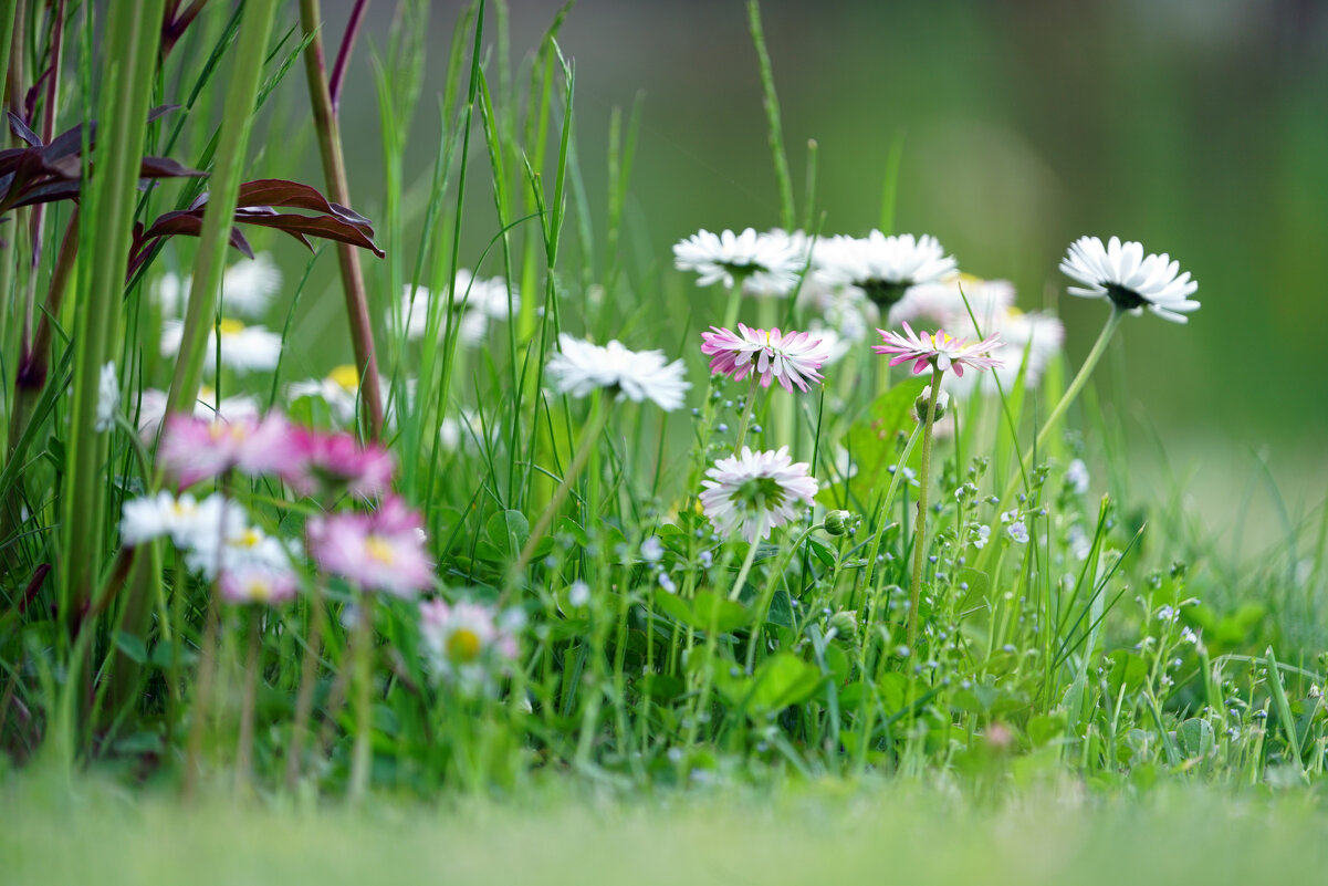 Маргаритки - Иван Литвинов Маргаритки - Иван Литвинов