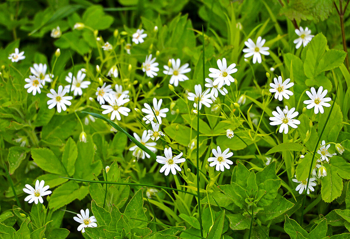 Звёздчатка дубравная - Светлана Звёздчатка дубравная - Светлана
