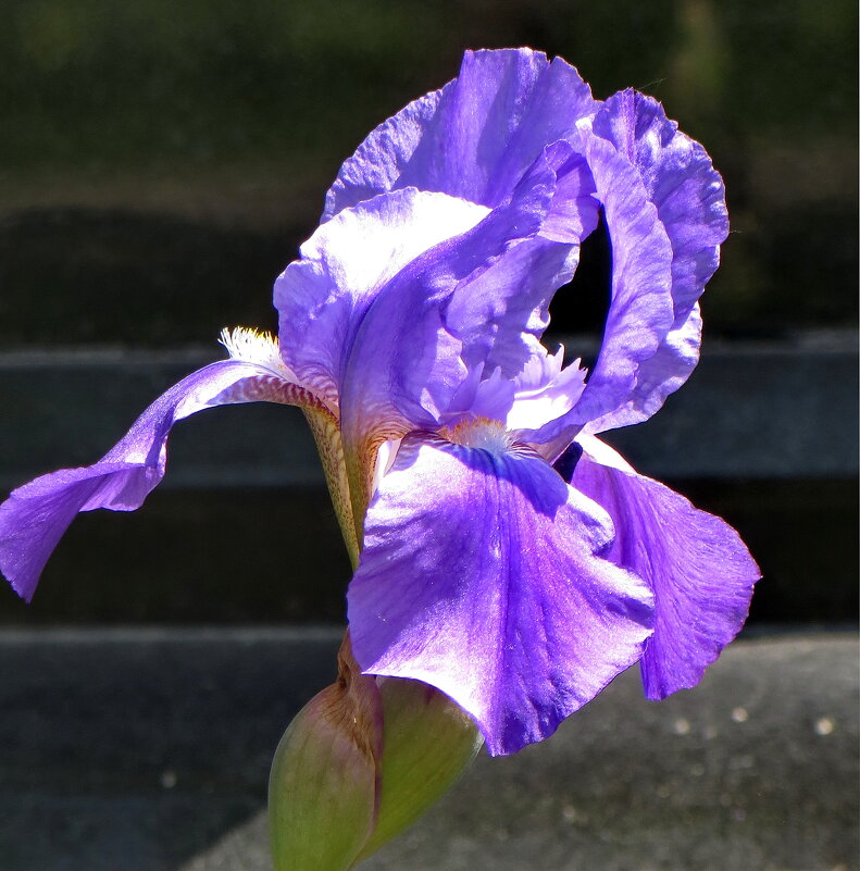 Ирис - Александр Чеботарь