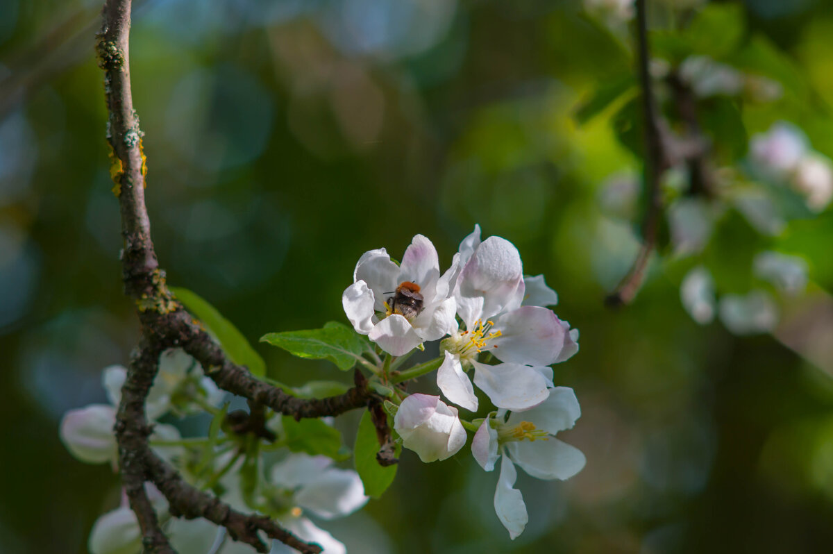 Цветок яблони. - Анатолий Нецепляев Цветок яблони. - Анатолий Нецепляев