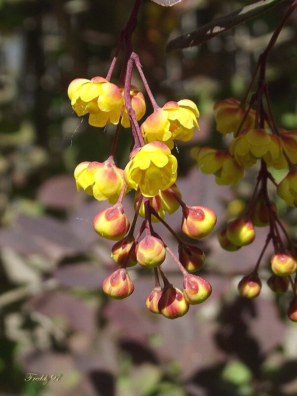 Барбарис - Freddy 97 Барбарис - Freddy 97