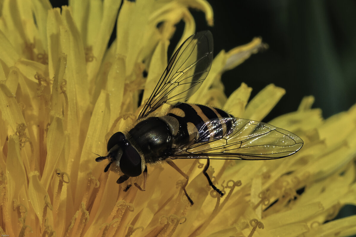 пчела - Vlad Krrr пчела - Vlad Krrr
