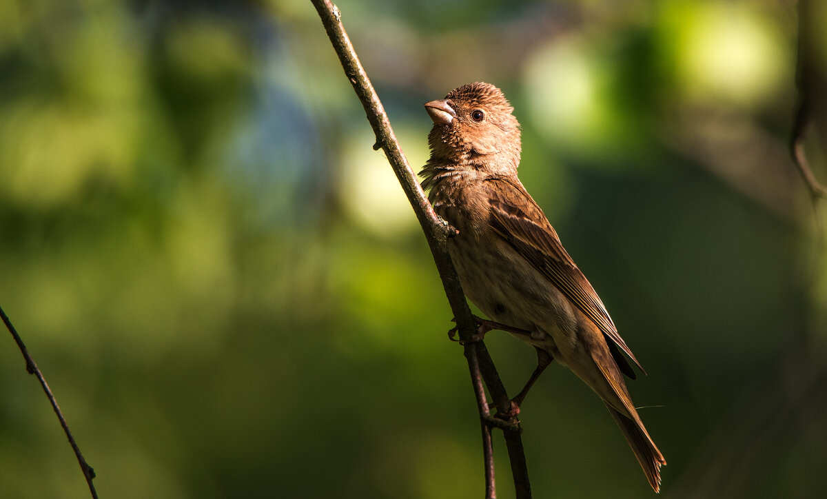 Чечевица. - Владимир Безбородов Чечевица. - Владимир Безбородов