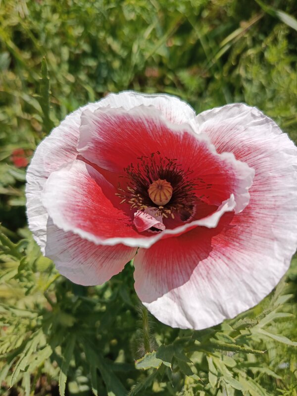 С оборочкой - Татьяна Пальчикова