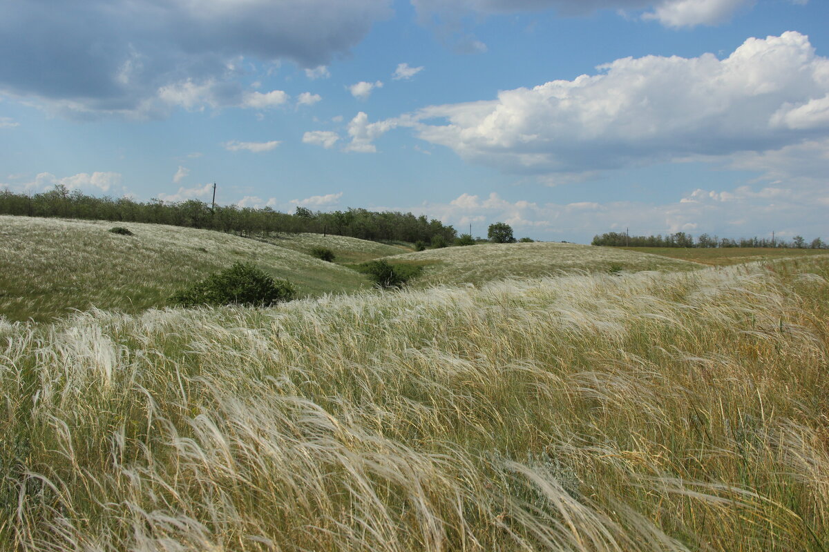 Ковыль. - Виктор 