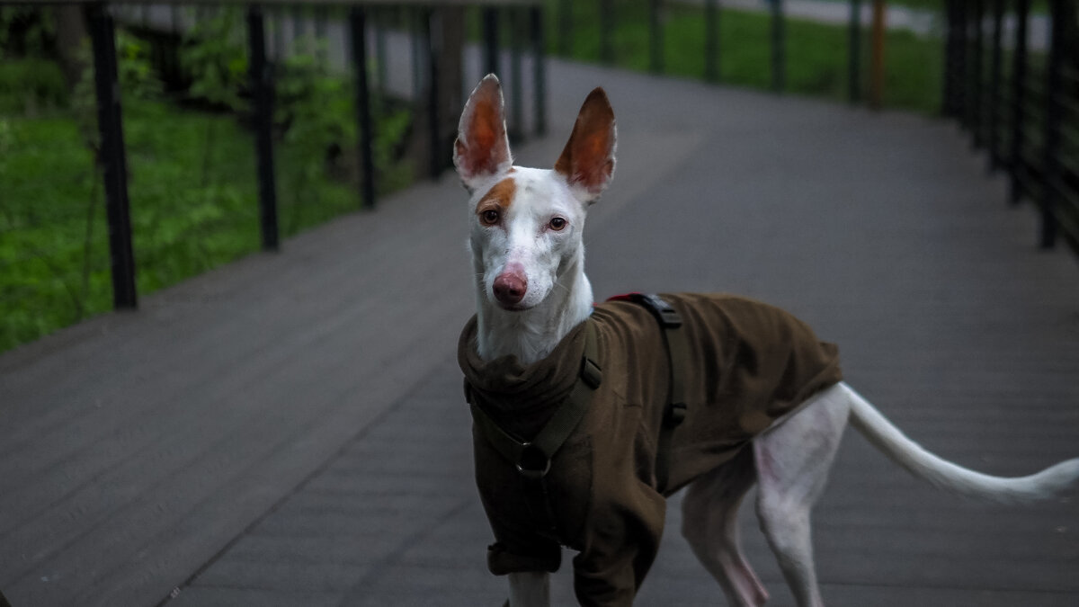 ***** - юрий поляков