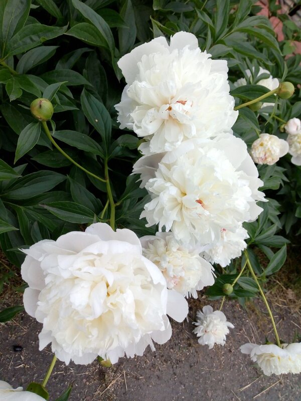 Пионы - Татьяна Пальчикова