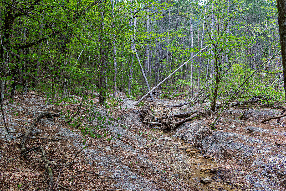 Истоки лесного ручья - Юрий Яловенко