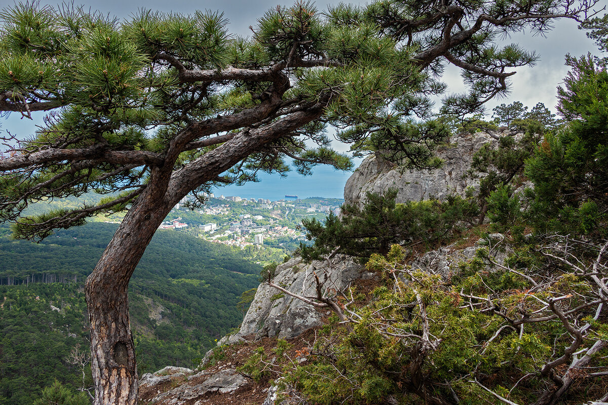 В просветах горных сосен - Юрий Яловенко