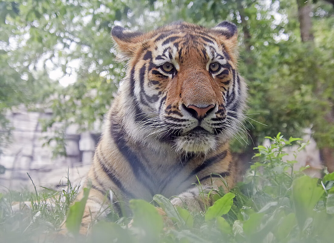 У ног моих - Андроник Александр У ног моих - Андроник Александр