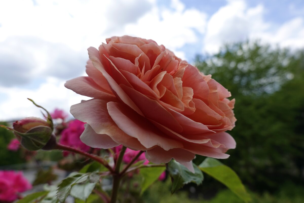 Мой розовый рай!!!! - Галина Мой розовый рай!!!! - Галина