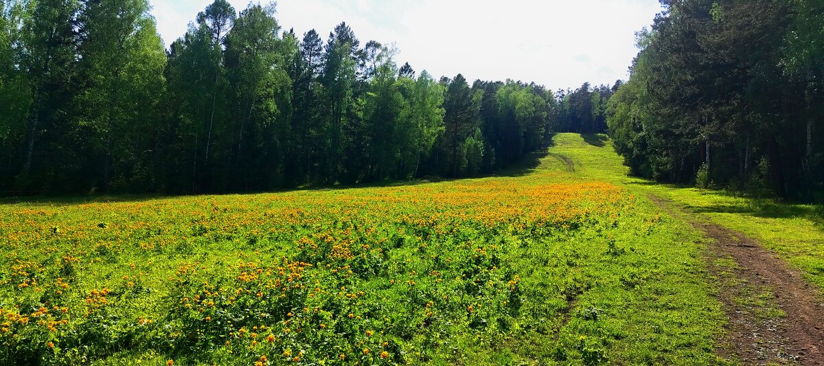 поле жарков 2 - Алексей Ильичёв