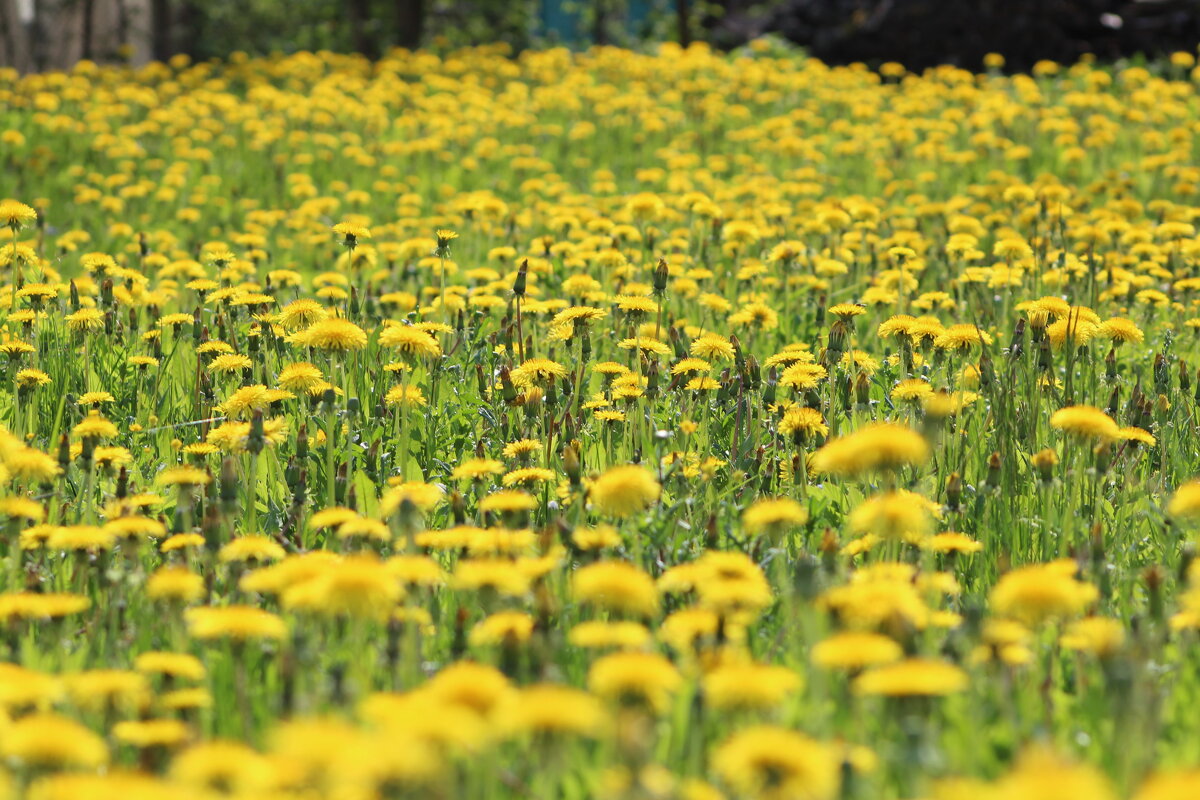 Нашествие... - ii_ik Иванов